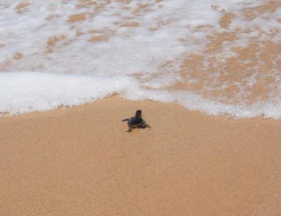 Havssköldpaddor i Ambalangoda på vackra Sri Lanka