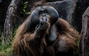 Djurräddningscenter på Sulawesi för djur från illegal handeln med exotiska djur