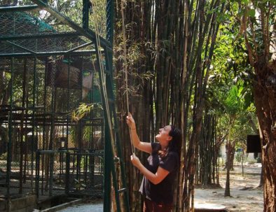Räddningscenter vilda djur i underbara Thailand