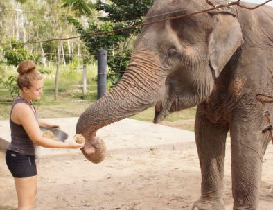 Rehabilitering för asiatiska elefanter i underbara Thailand