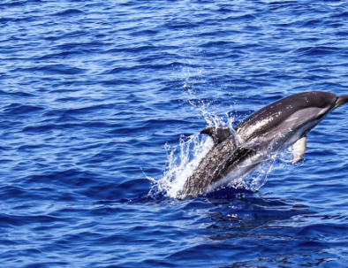 Delfinexpedition och marin forskning i Medelhavet
