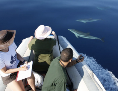 Delfinexpedition och marin forskning i Medelhavet