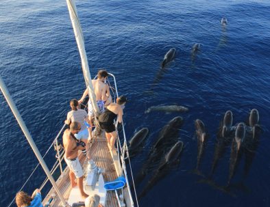 Delfin-och valexpedition med marin forskning i Sanremo i Italien