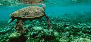 Havssköldpaddor och flyghundar på underbara Mauritius